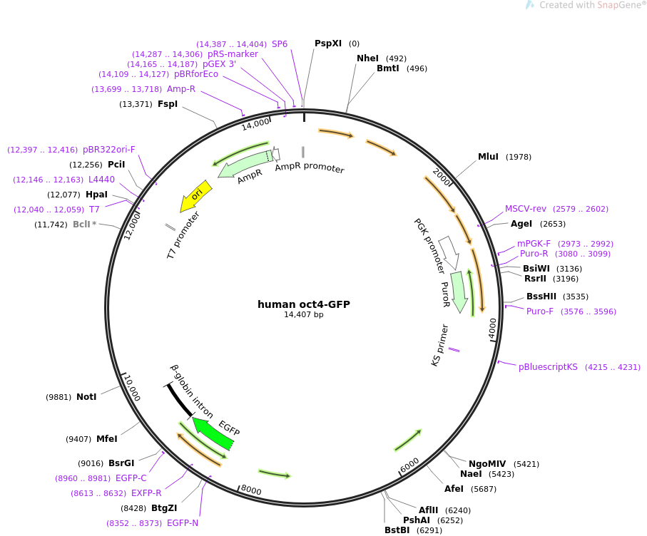 human oct4-GFP质粒图谱